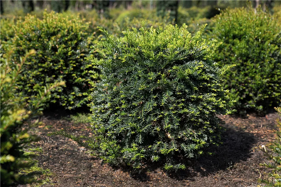 Taxus baccata kugelfrmig, Eibe