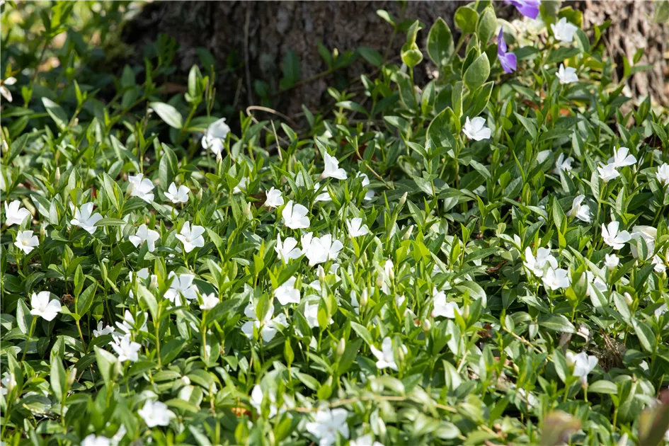 Vinca minor 'Alba', Kleines Immergrn