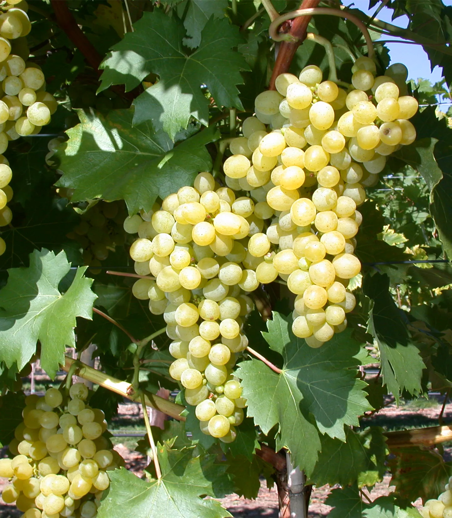 Vitis (Hybridrebe) 'Talizman'