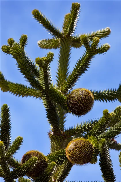 Araucaria araucana, Andentanne