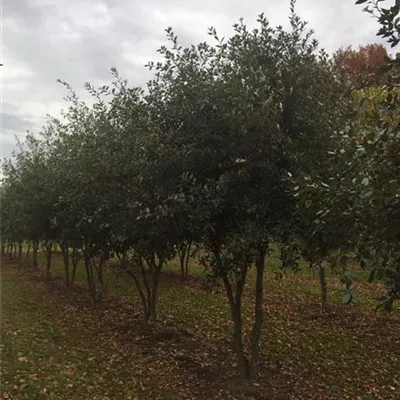 im Container 225 - 250cm - Steineiche Schirmform - Quercus ilex Schirmform