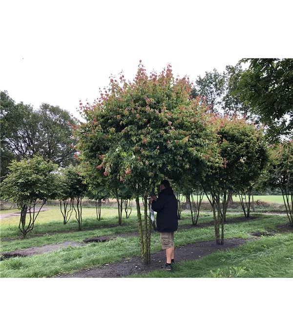 Acer buergerianum Schirmform