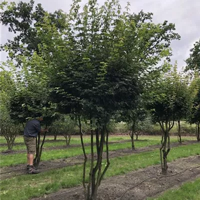 mit Ballen Höhe 250-300cm - Feldahorn Schirmform - Acer campestre Schirmform