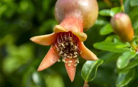 Punica granatum