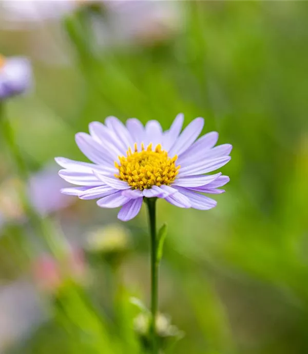 Aster amellus