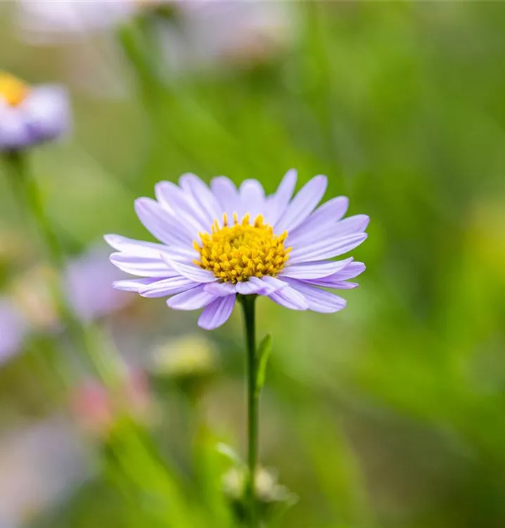 Bergaster - Aster amellus