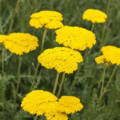 Topfgrösse 1 Liter - Schafgarbe - Achillea filip. 'Parker'