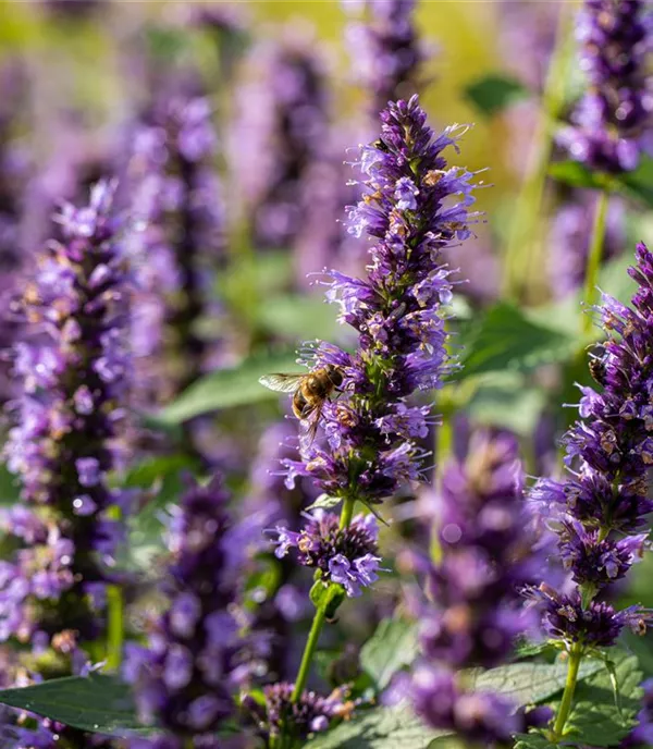 Agastache rugosa 'Black Adder'