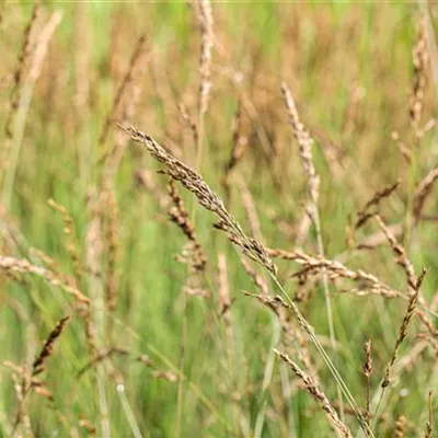 Topfgrösse 1 Liter - Molinia caerulea 'Dauerstrahl'
