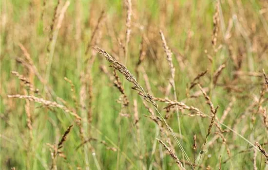 Molinia caerulea 'Dauerstrahl'
