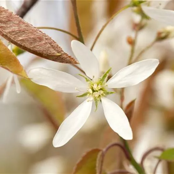 Kupfer-Felsenbirne Amelanchier lamarckii kaufen