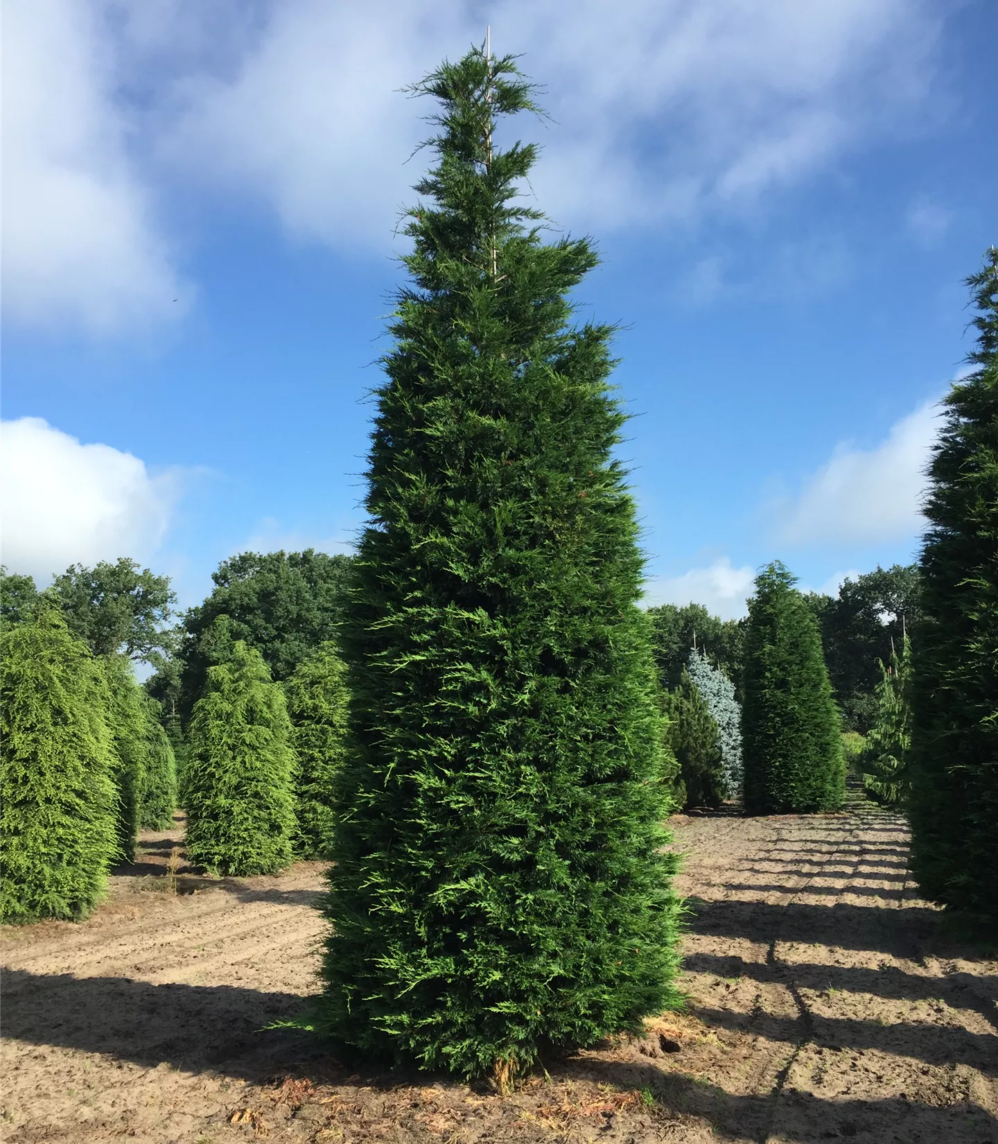 Cupressocyparis (x) leylandii Solitär Cupressocyparis (x) leylandii Solitär