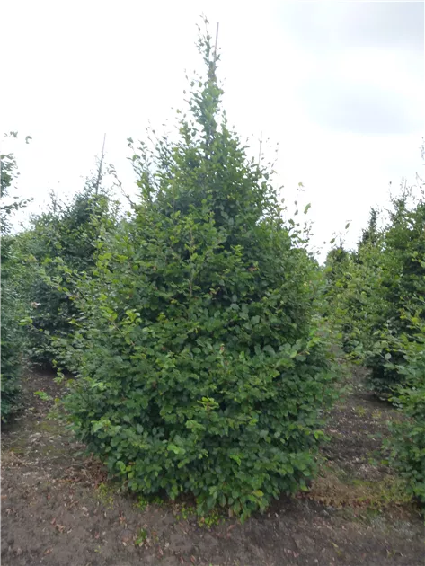 Fagus sylvatica Solitr, Rotbuche