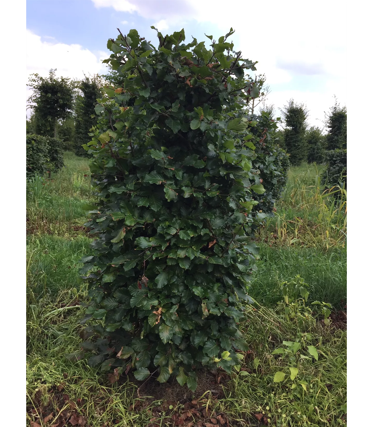 Fagus sylvatica Heckenelemente 50x50