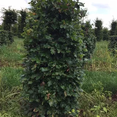 mit Ballen Höhe 120cm - Rotbuche Heckenelemente 50+50 - Fagus sylvatica Heckenelemente 50x50