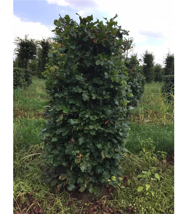 Fagus sylvatica Heckenelemente 50x50