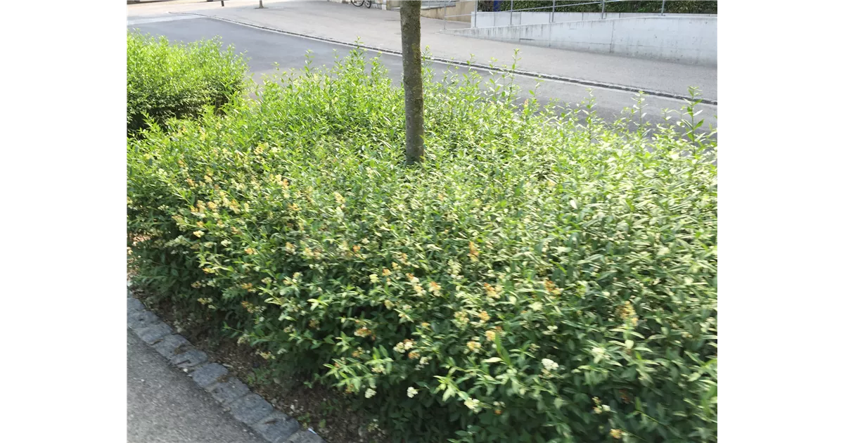 Ligustrum vulgare 'Lodense', Gemeiner Liguster