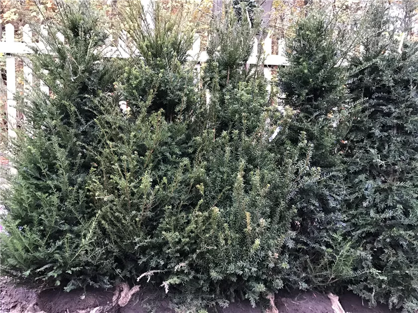 taxus media hicksii wikipedia Taxus x media 'Hicksii' – The Garden Corner main image 0