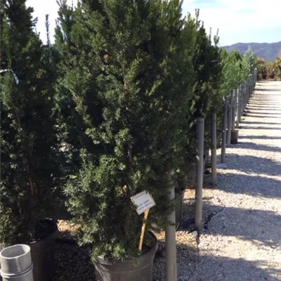 Heckenpflanze mit Ballen Höhe 60-80cm - Bechereibe 'Hicksii' Heckenpflanze - Taxus media (x) 'Hicksii' Heckenpflanze