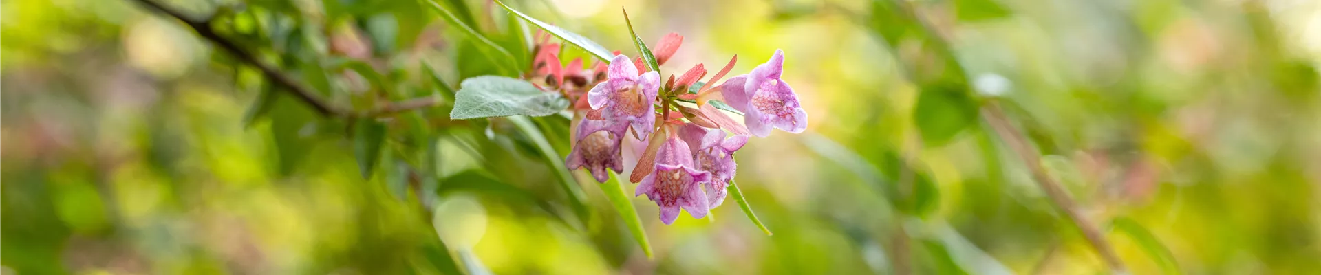 Gehölze klein Gehölze klein