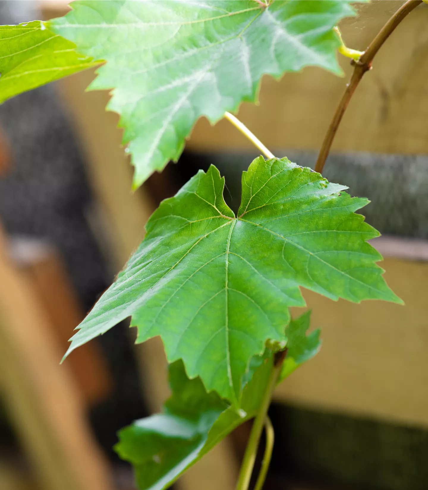 Vitis (Hybridrebe) 'Venus'