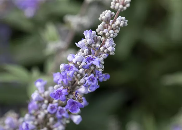 Vitex agnus-castus Vitex agnus-castus