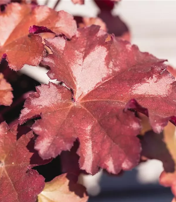 Heuchera 'Blondie'