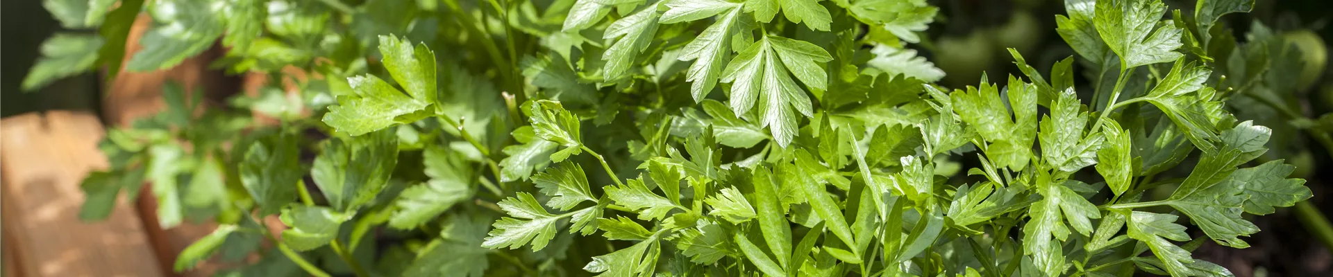 Bodendecker online kaufen | Bauer Baumschulen AG Bodendecker online kaufen | Bauer Baumschulen AG
