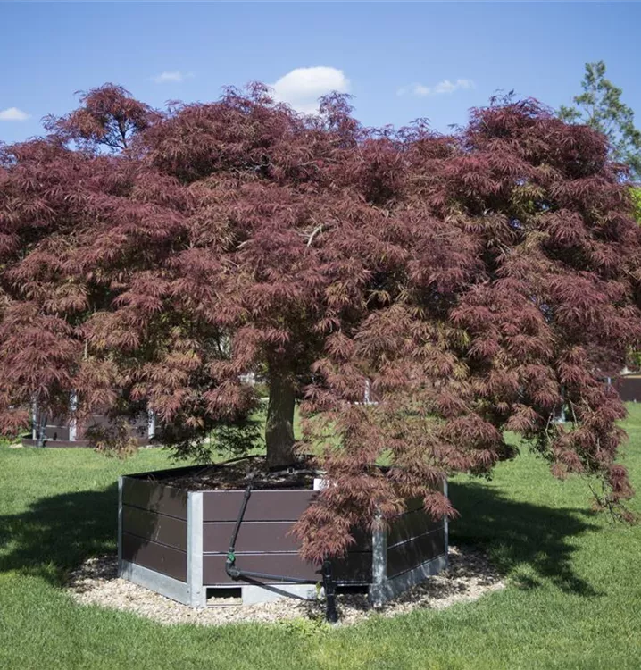 Erable palmé 'Ornatum'