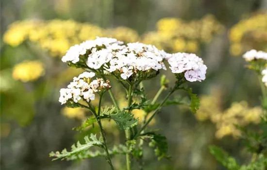 Achillea millefolium 'White Beauty'