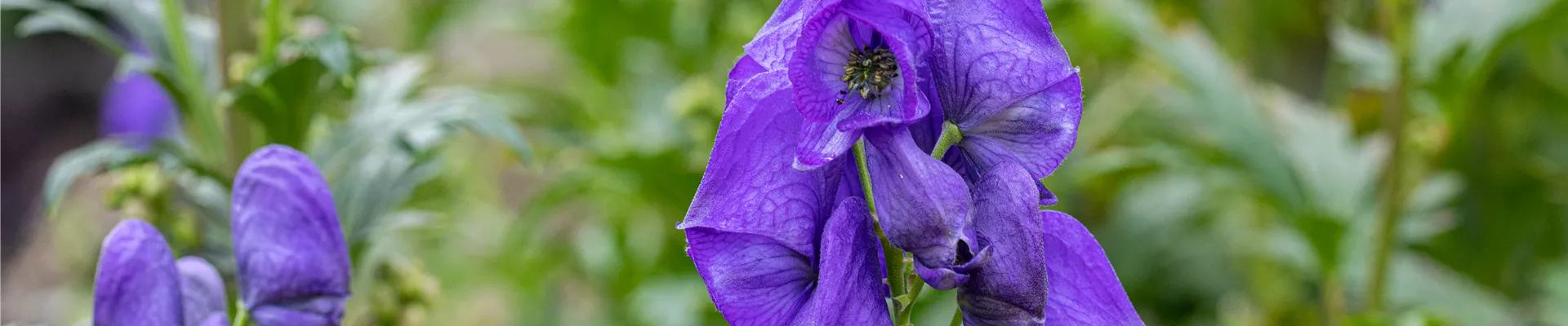 Bodendecker online kaufen | Bauer Baumschulen AG