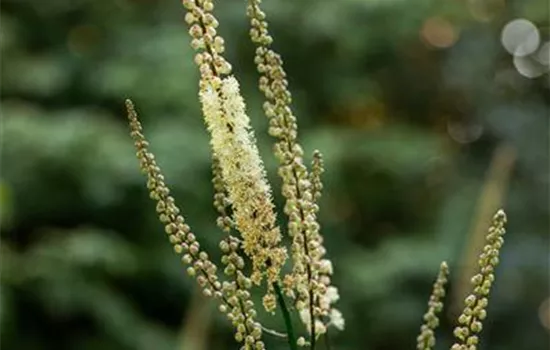 Actaea racemosa