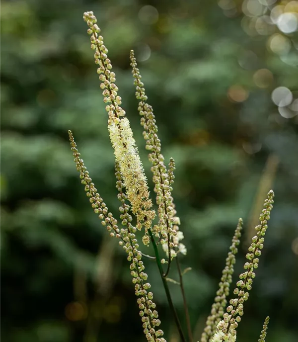 Actaea racemosa