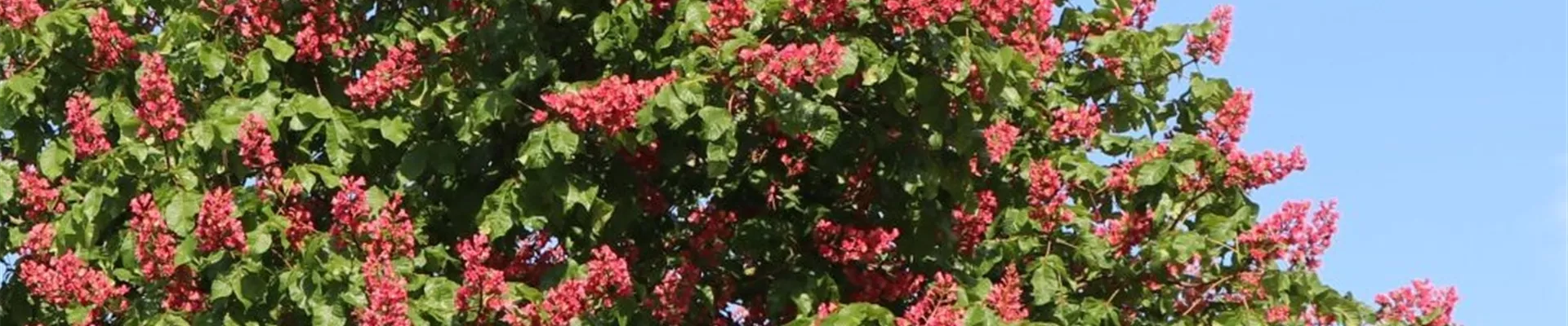 Bodendecker online kaufen | Bauer Baumschulen AG Bodendecker online kaufen | Bauer Baumschulen AG