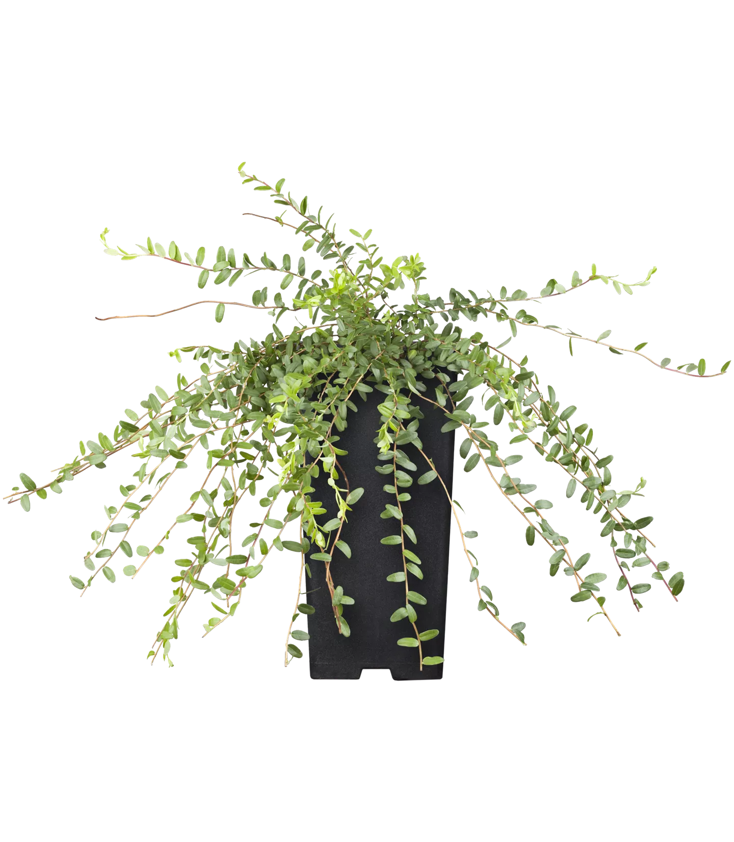 Vaccinium macrocarpon 'Early Black'