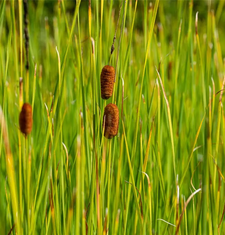 Rohrkolben - Typha laxmannii