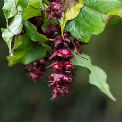 Topfgrösse 4 Liter - Leycesteria - Leycesteria formosa