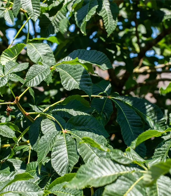 Aesculus parviflora