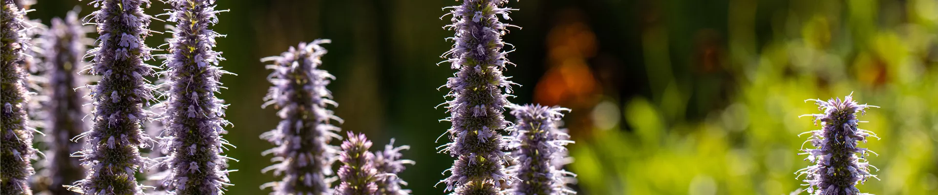 Bodendecker online kaufen | Bauer Baumschulen AG Bodendecker online kaufen | Bauer Baumschulen AG