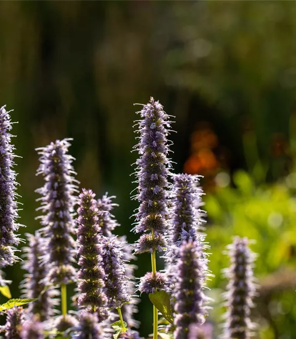 Agastache 'Blue Fortune'