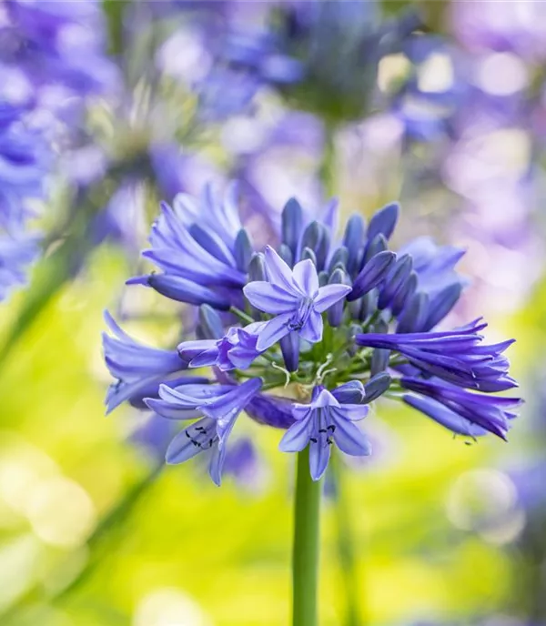 Agapanthus umbellatus