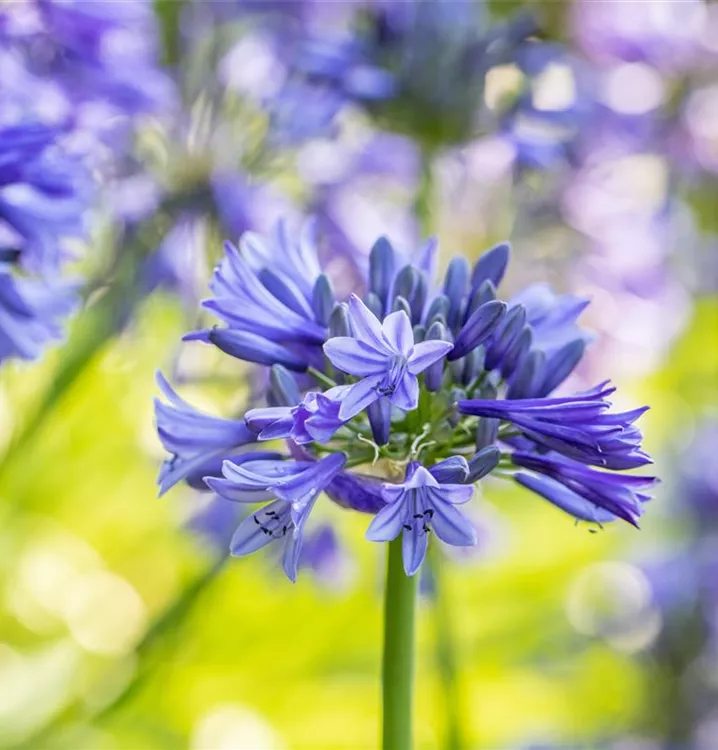 Afrika-Schmucklilie - Agapanthus umbellatus