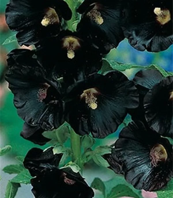 Alcea rosea 'Nigra'
