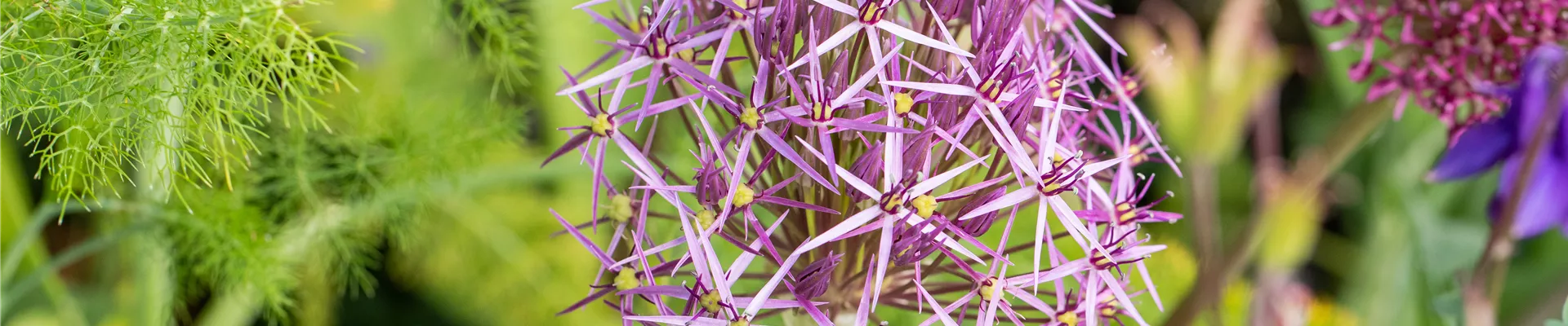 Bodendecker online kaufen | Bauer Baumschulen AG Bodendecker online kaufen | Bauer Baumschulen AG