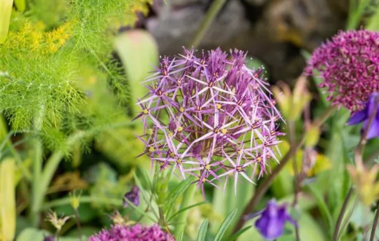 Allium christophii