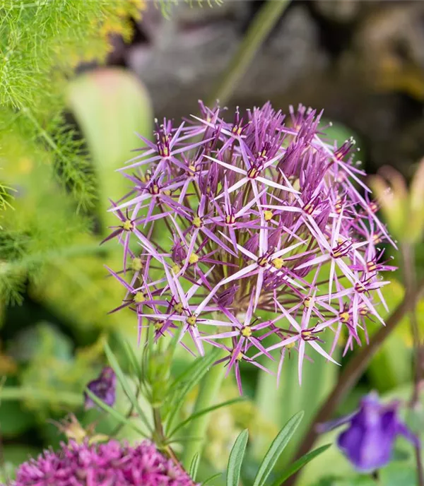 Allium christophii