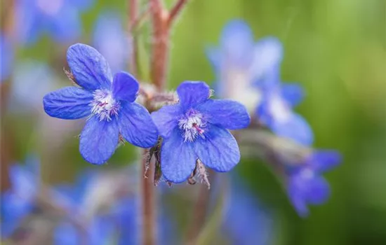 Anchusa azurea 'Loddon Royalist' Anchusa azurea 'Loddon Royalist'