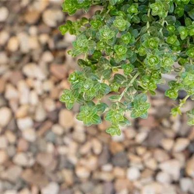 Topfgrösse 0.5 Liter - Thymus pulegioides CH-Oekotyp