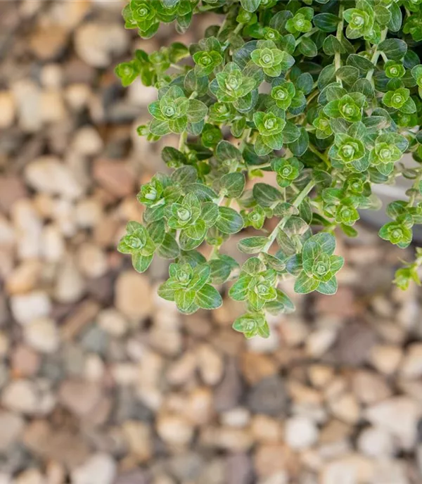 Thymus pulegioides