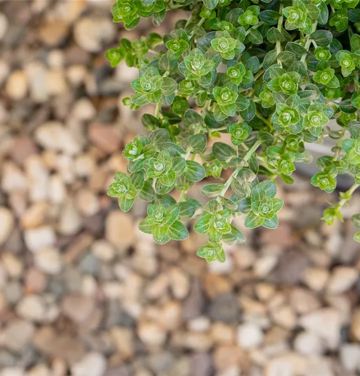 Thymus pulegioides CH-Oekotyp